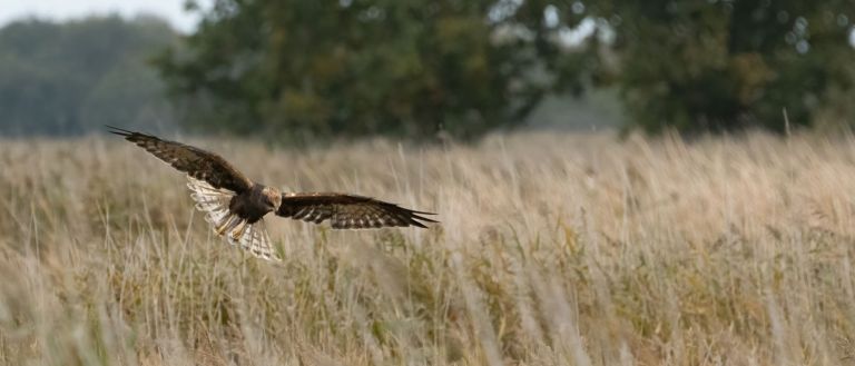 Marsh Harrier – photo by Paul Kelly on Unsplash