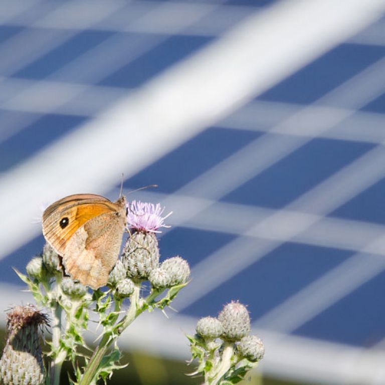 Butterfly on a plant in front of a solar panel