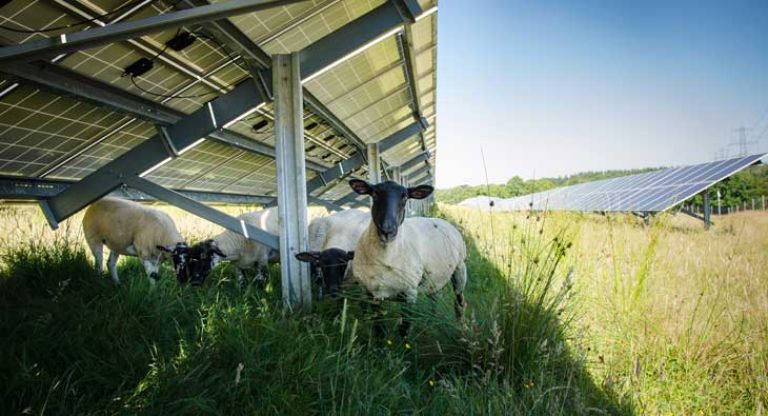 Sheep under solar panels